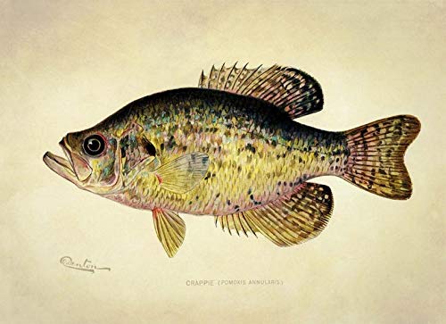 Home Gym On Wall - Krouterebs Retro Tin Bord Crappie Vis